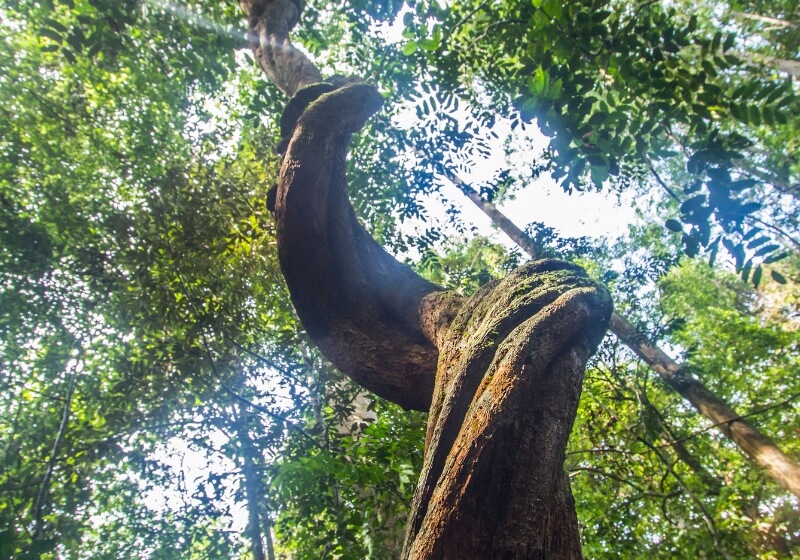 Ancient Trees