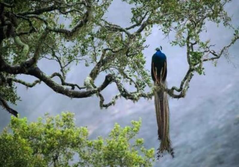Biodiversity