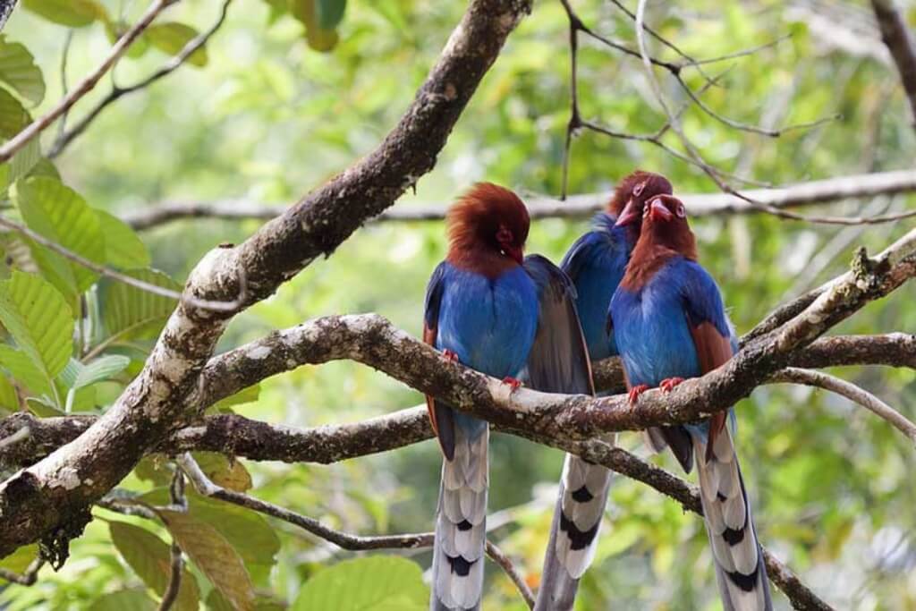 Birdwatching Trails
