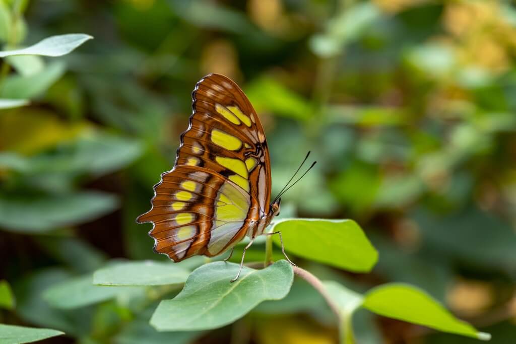 Butterfly & Insect Trails