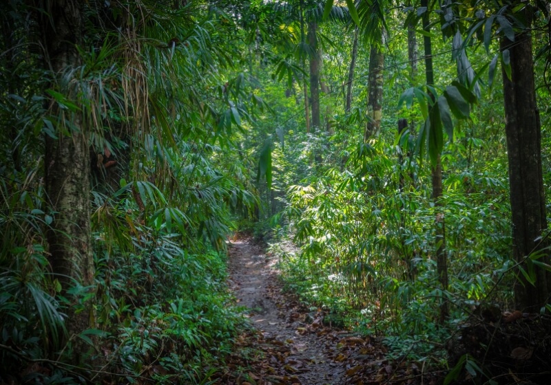 Path in the Jungle