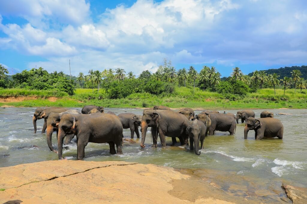 Pinnawala Elephant Orphanage