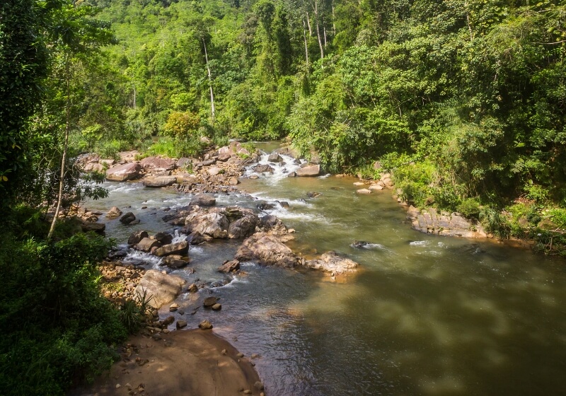 Tropical Rainforest River