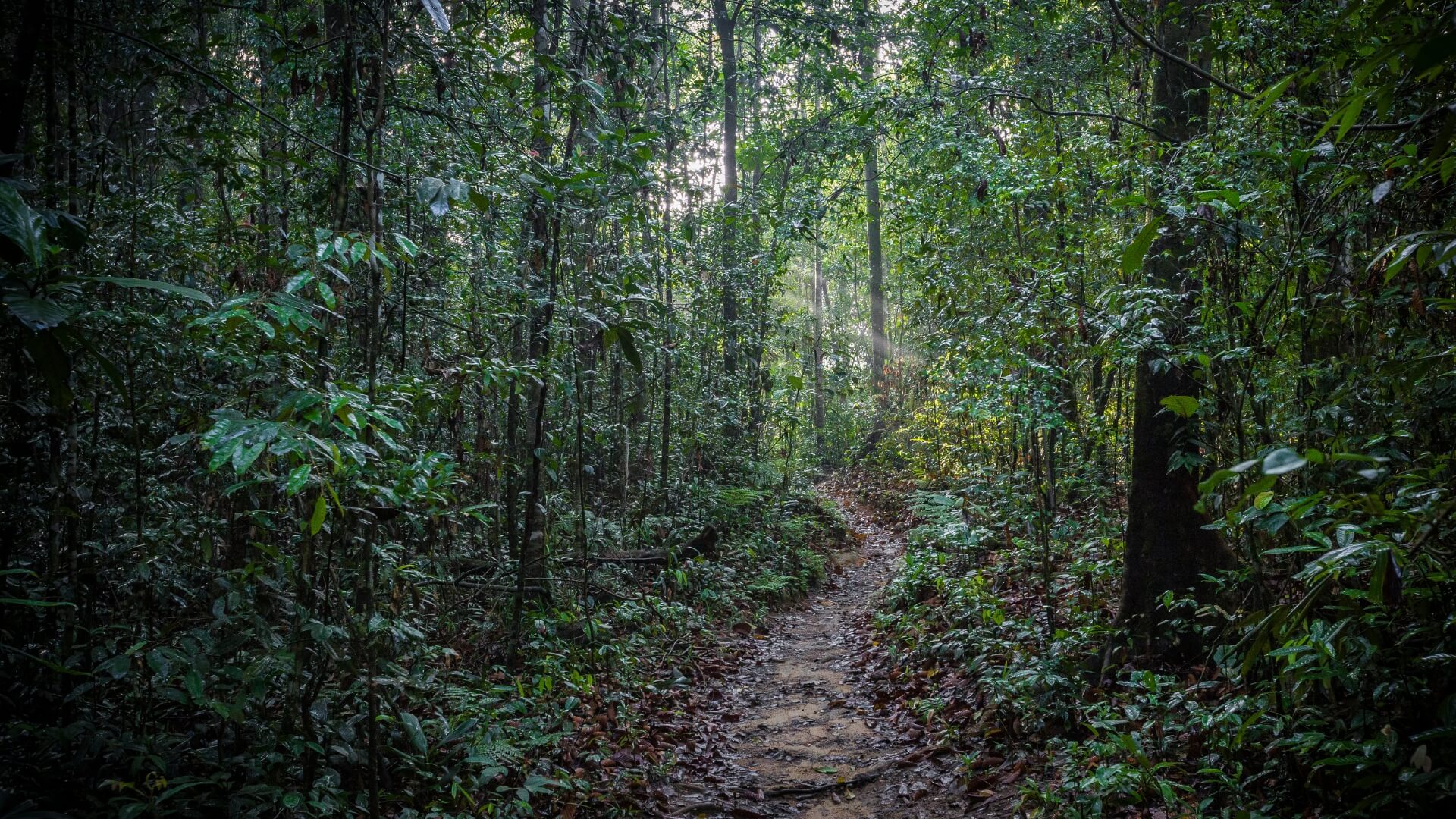 sinharaja