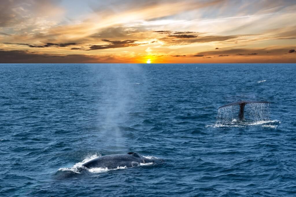 Blue Whale Marine Safari