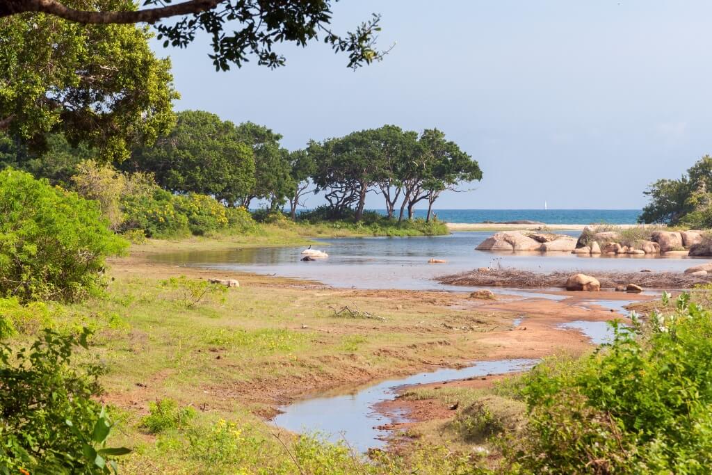 Coastal Beach Ecosystem
