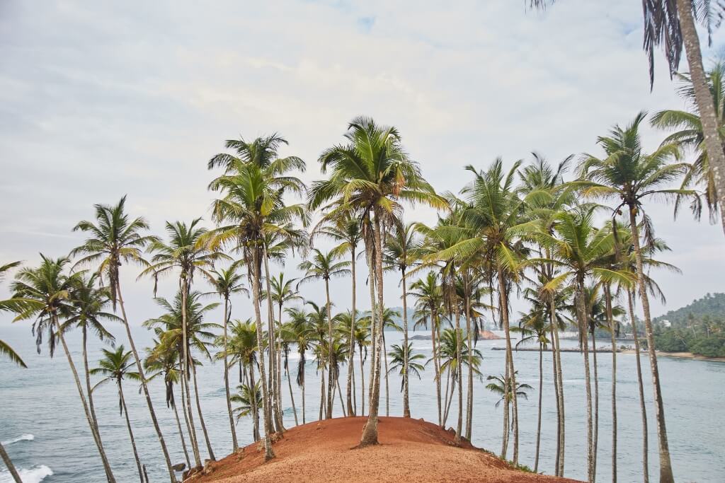 Coconut Tree Hill Dome