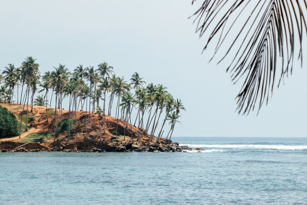 Coconut Tree Hill