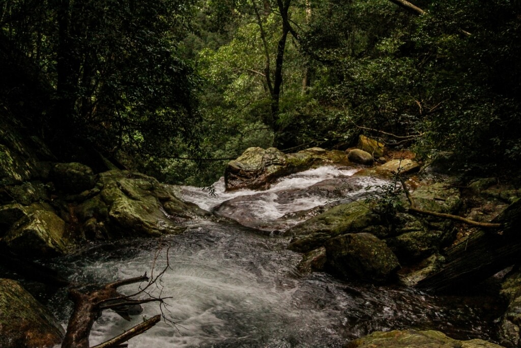 Knuckles Conservation Forest