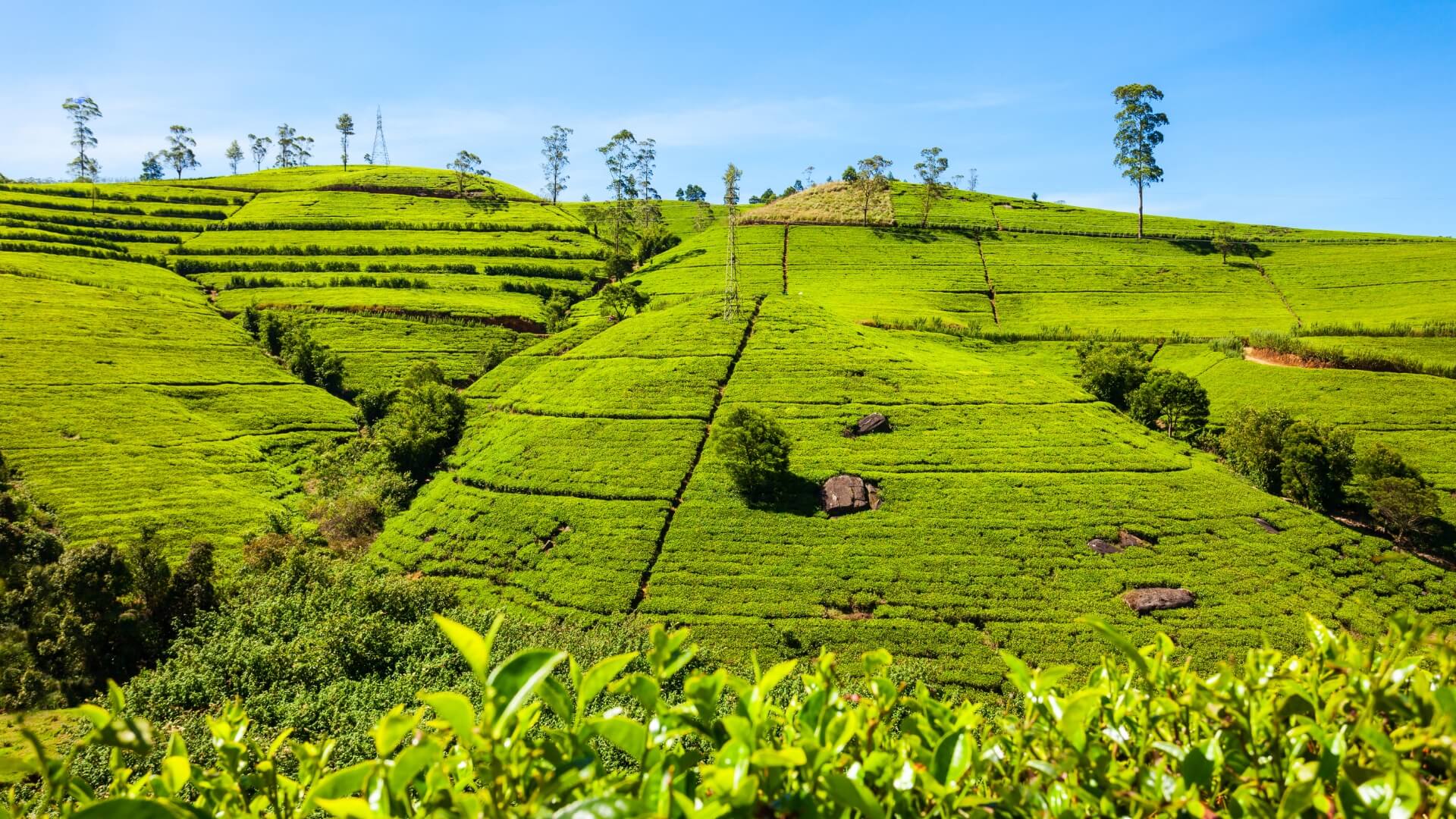 Nuwara Eliya
