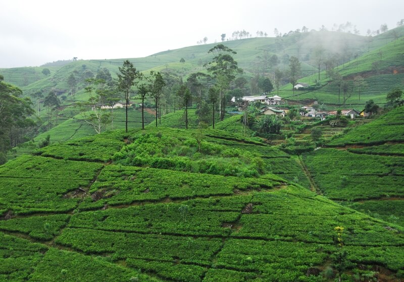 Pedro-Tea-Estate