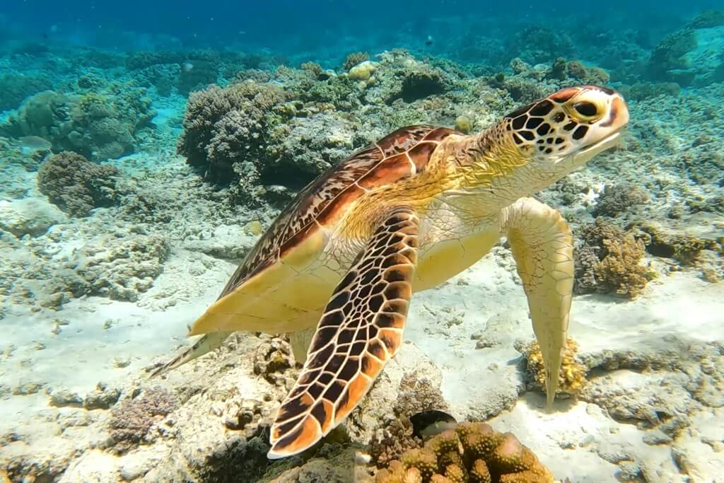 Turtle Bay Snorkeling