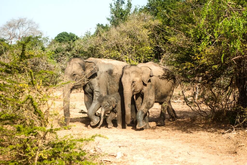 Wild Elephant Herds